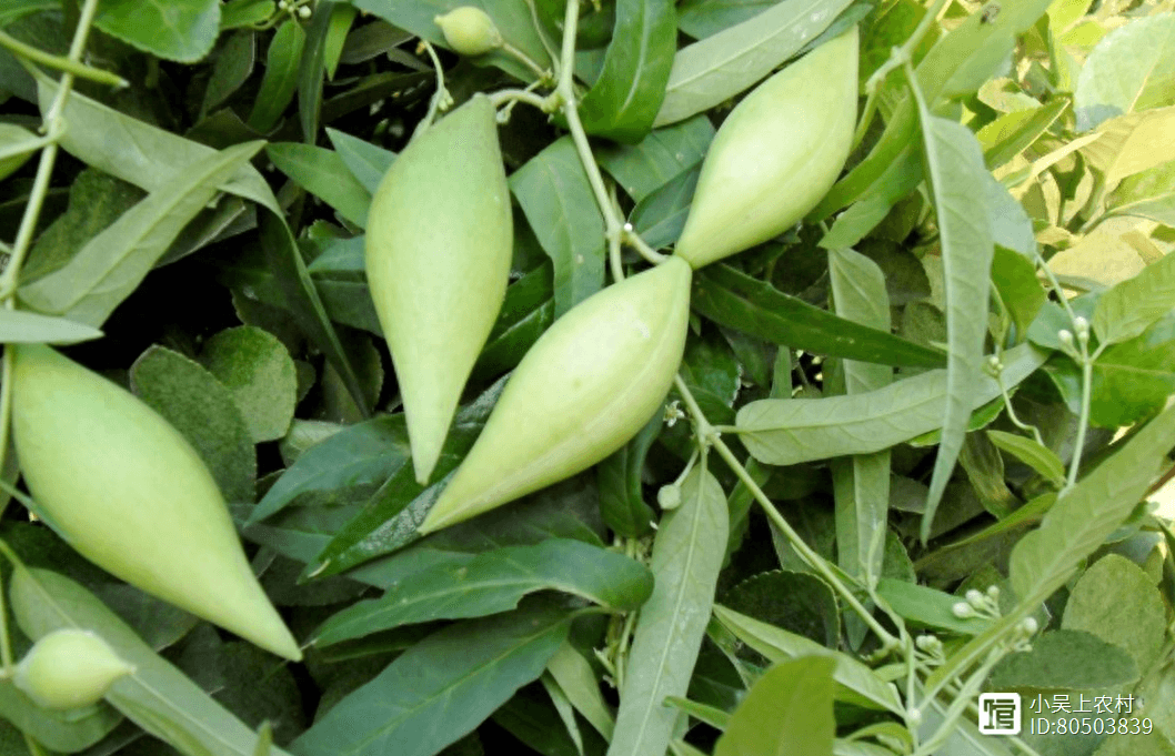 地梢瓜：形似羊角的野果，食用药用生态价值兼具