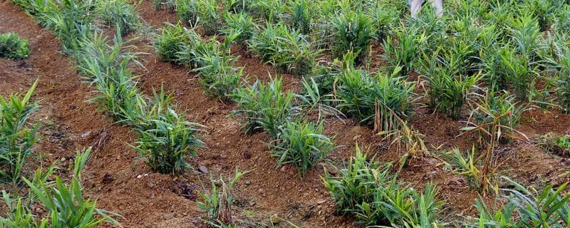 生姜种植用什么肥料，基肥可以选择优质腐熟鸡粪肥