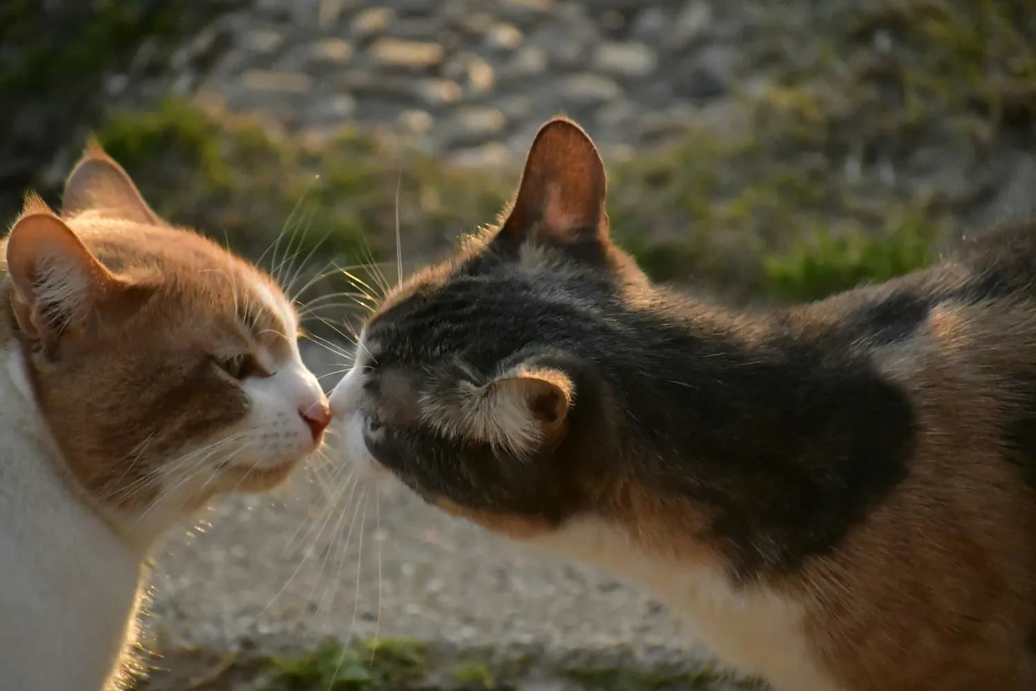 猫咪为啥突然不理我？揭秘猫咪天性