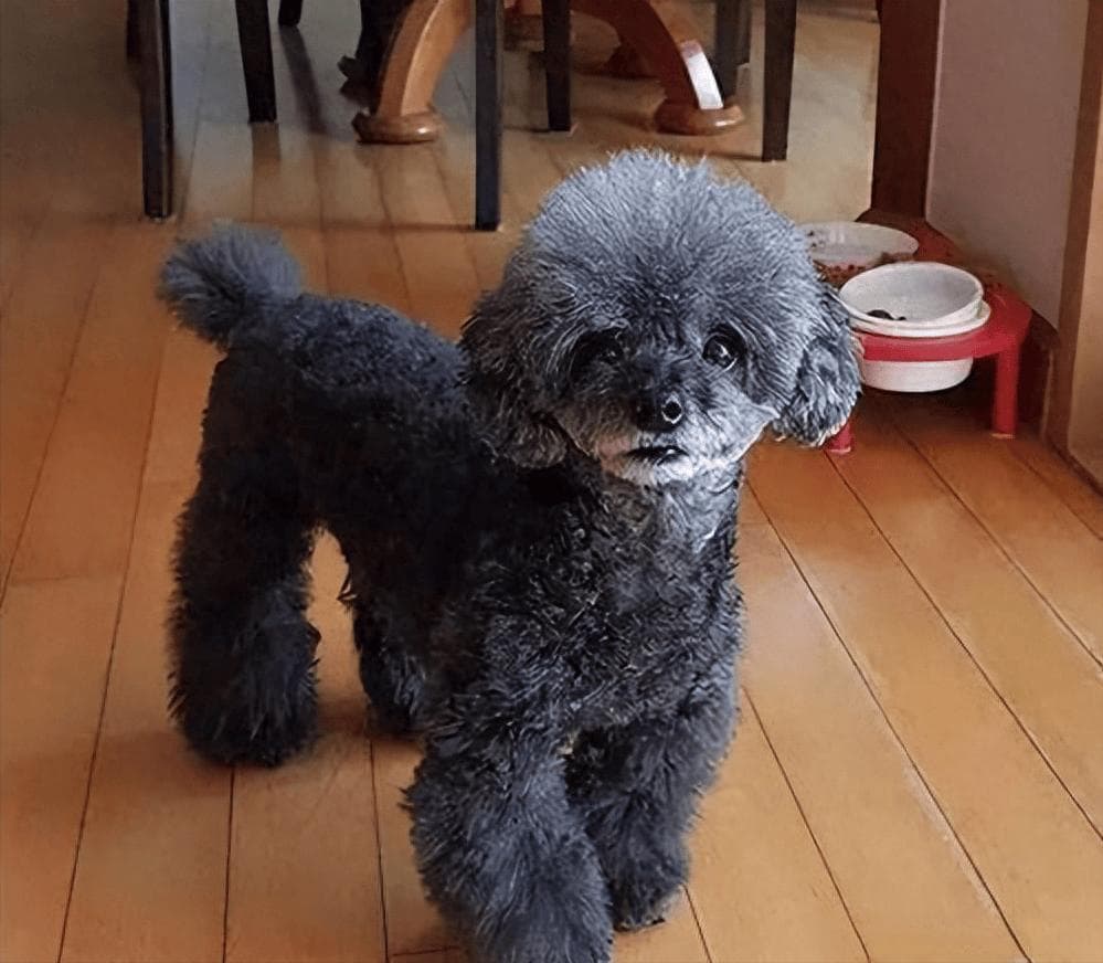 泰迪毛发褪色怎么办？找到原因，轻松解决！