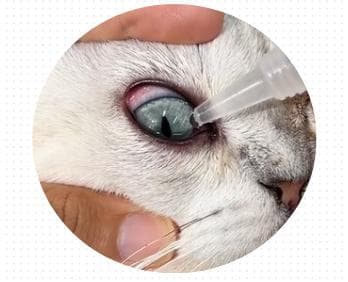 小奶猫眼睛发炎流脓怎么办？这份科学护理指南请收好
