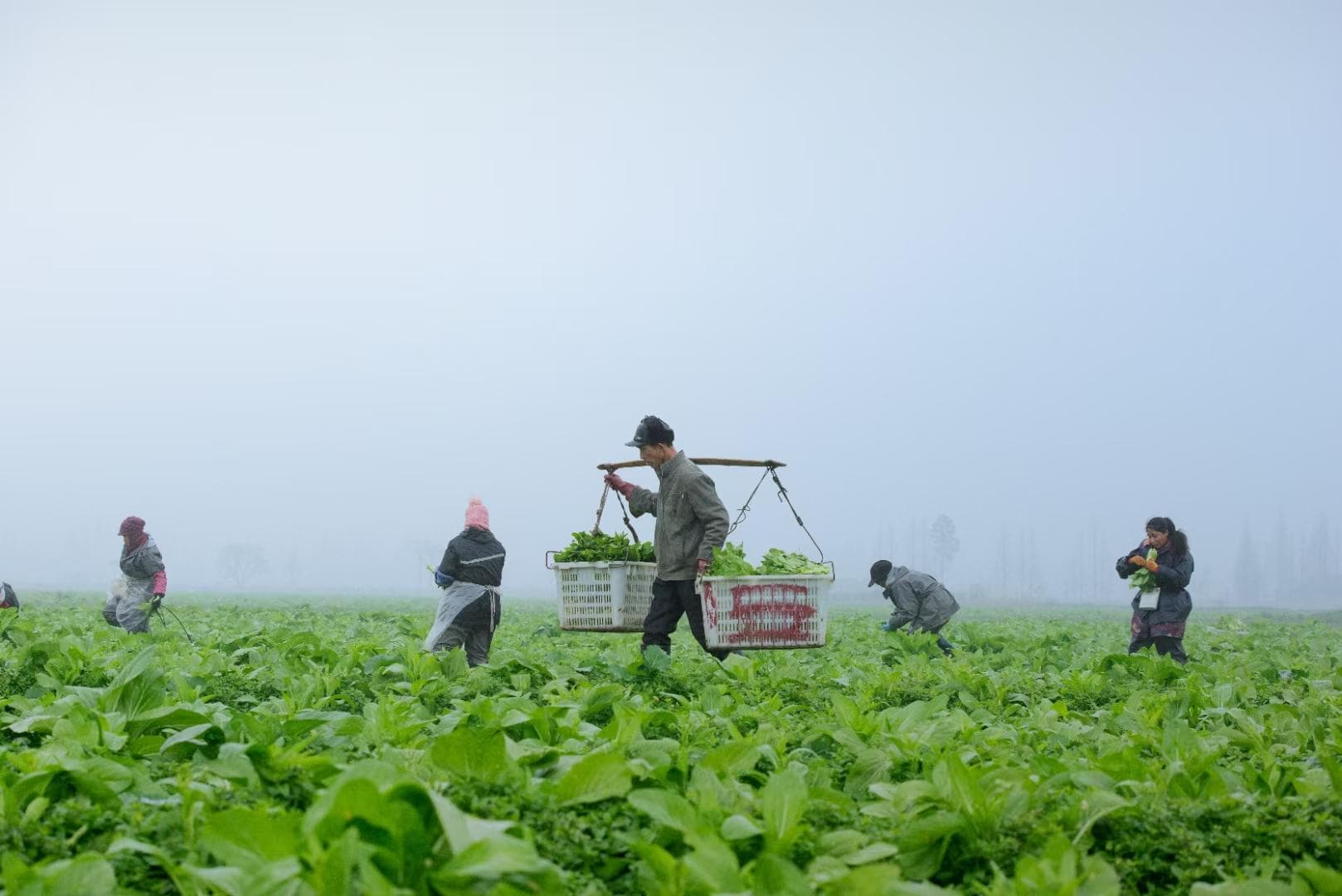 科技助力！破解蔬菜保鲜三大难题