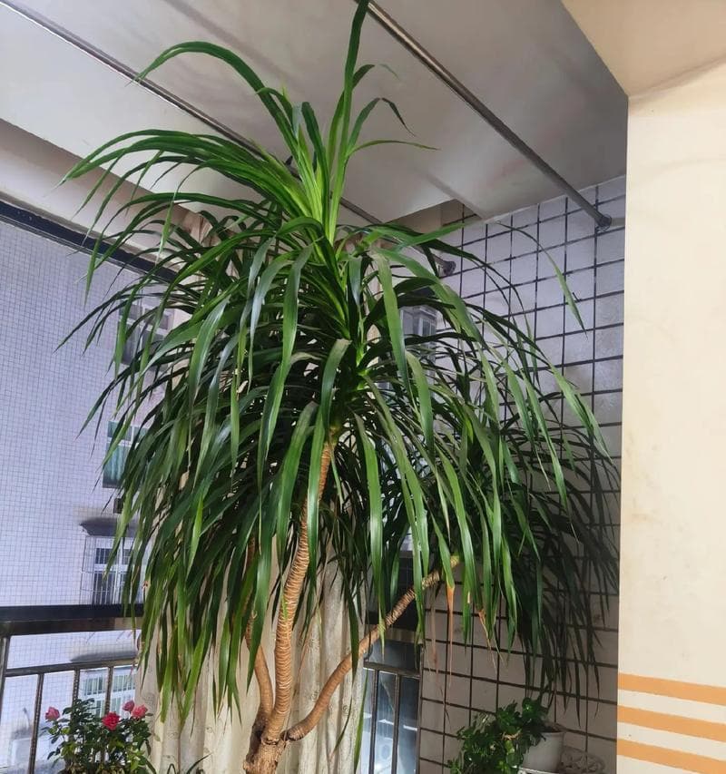 龙血树的浇水频率（如何正确浇水，让龙血树健康茁壮）