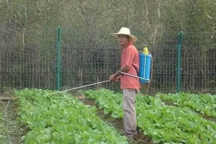 掌握喷药时机，确保农作物健康生长