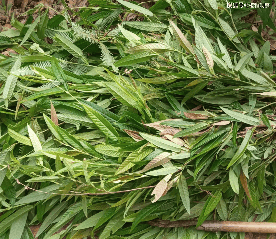 这植物叶如葫芦，俗称“葫芦茶”，20元1斤，作茶饮，可利湿退黄！