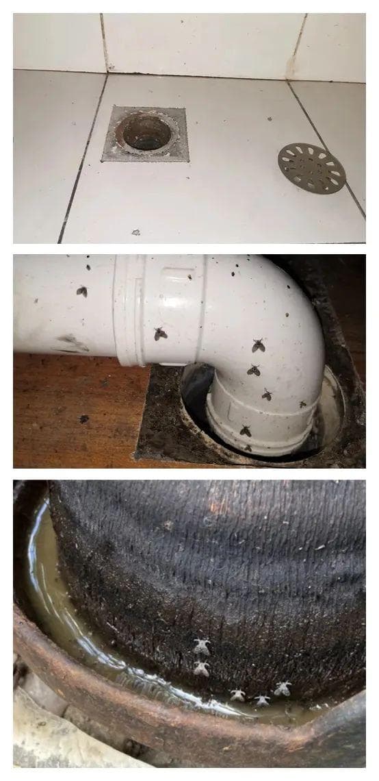 随手拍了一下卫生间的小黑虫，男子被迫摘除眼球！这种虫几乎家家有，怎么灭？