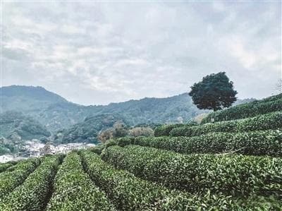 龙井问茶：杭州龙井茶文化深度体验与旅游攻略