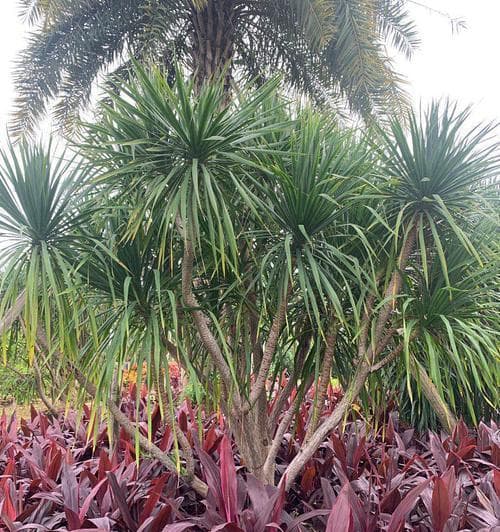 龙血树——半岛的神奇植物（生长环境、生长习性、药用价值）