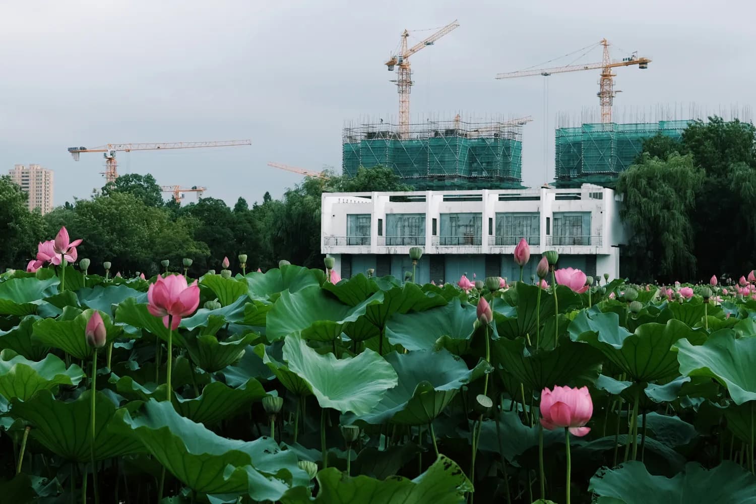 秋日打卡温州三垟湿地新地标