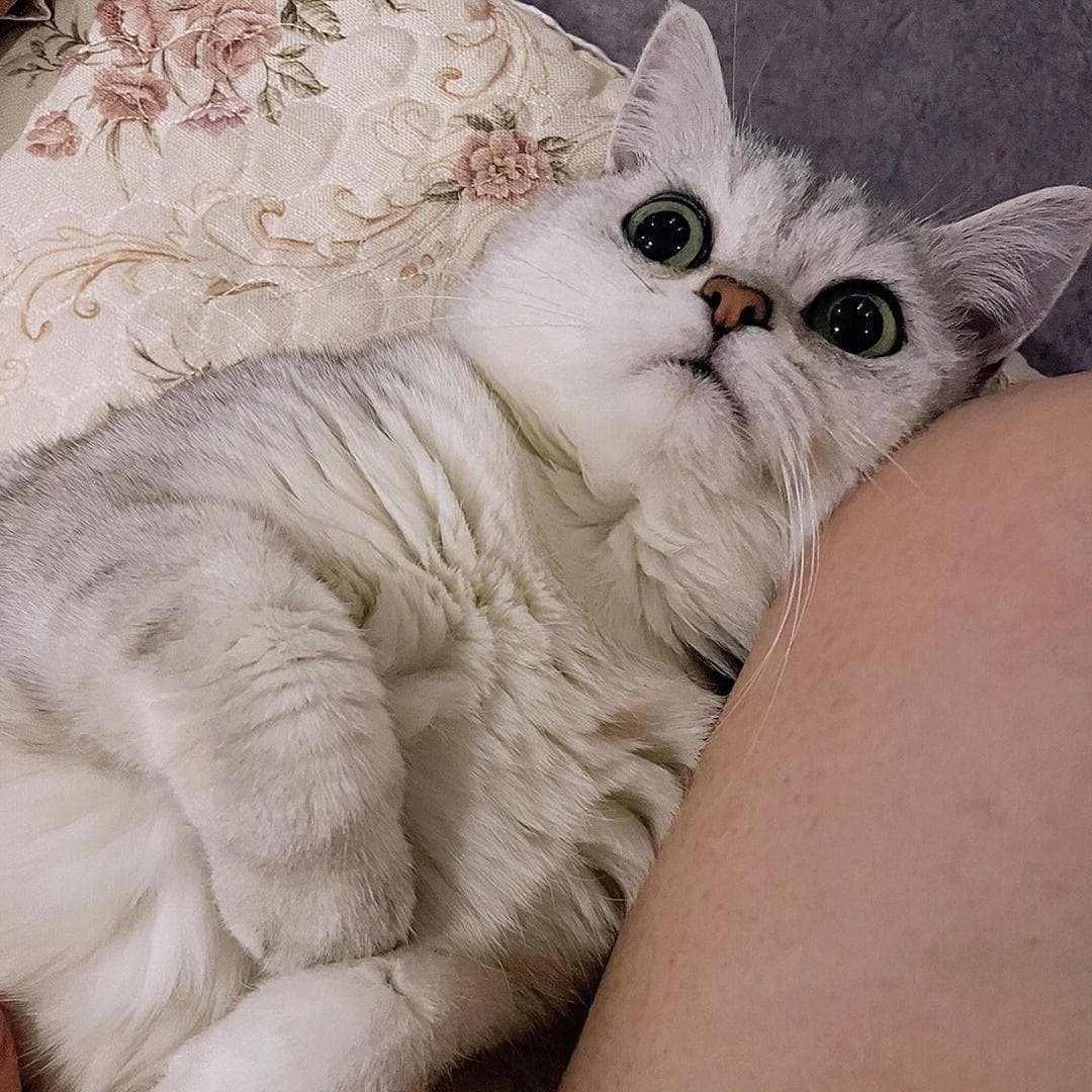 猫咪喜欢睡在你身边，除了爱你，还有这些原因！