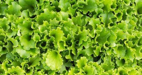 生菜是什么植物（品尝生菜的营养和味道）