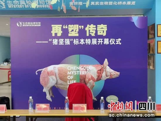 “猪坚强”标本成都特展“再塑传奇”  市民感受顽强的生命力量