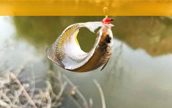 鳑鲏鱼饵料选择指南：腥饵还是香饵好？