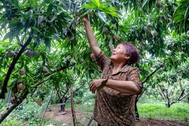 阳山水蜜桃搭上电商快车，果农不出镇年入百万