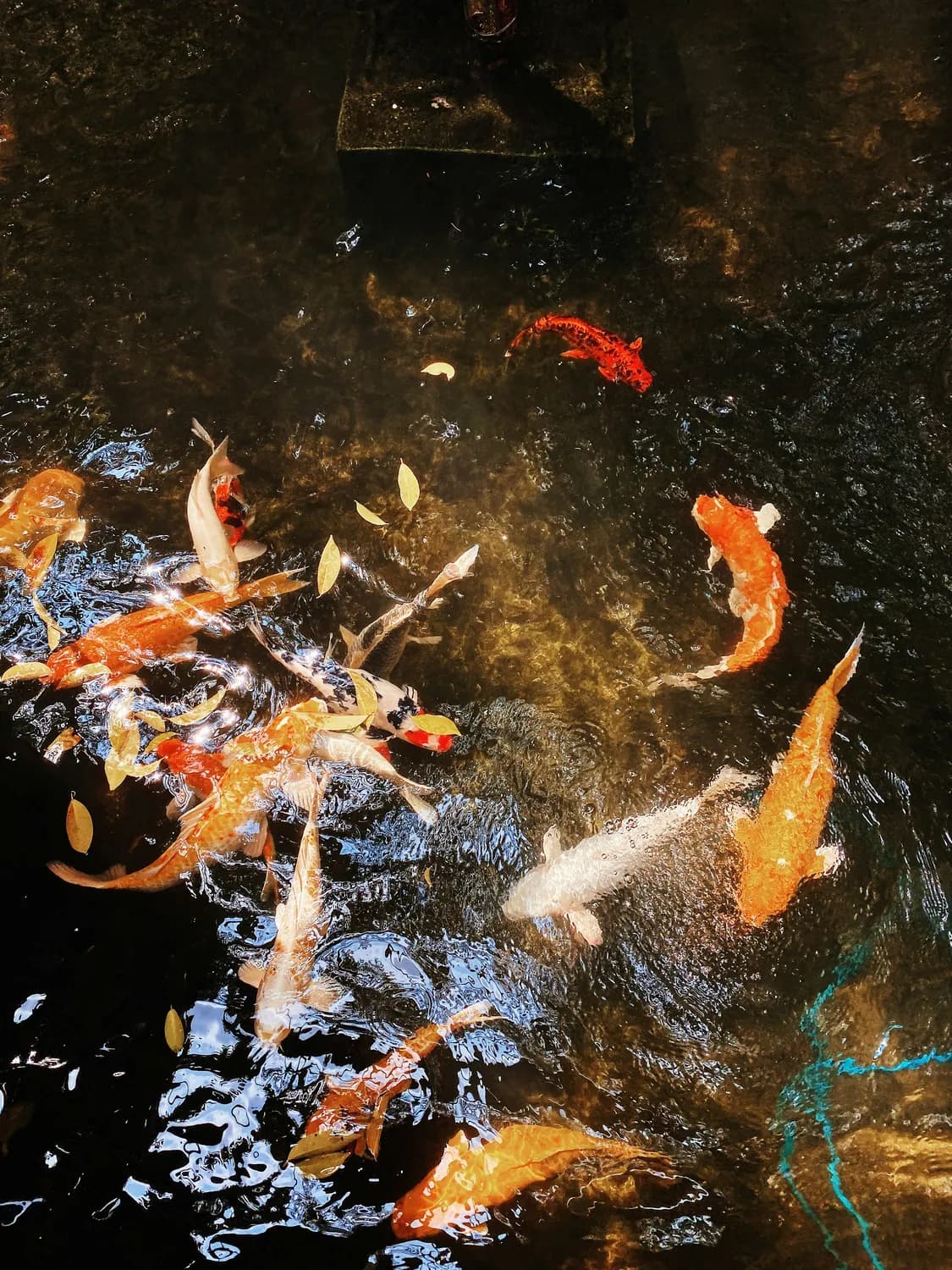 金鱼画招财，山水画静心：床头挂画风水全解