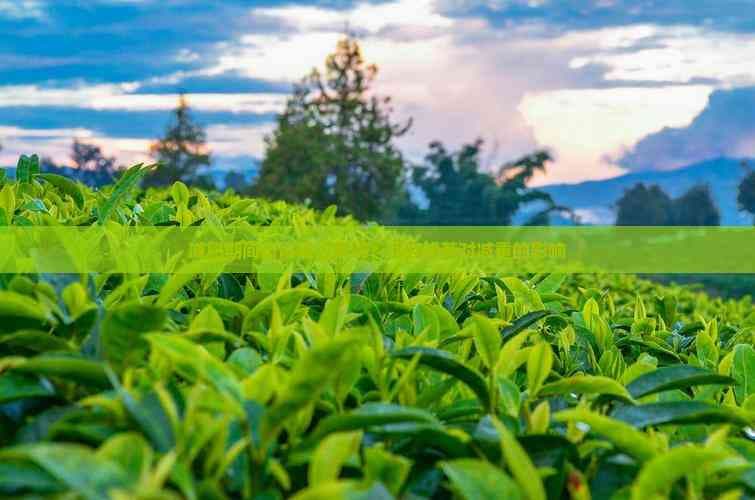 减肥期间可以喝浓茶吗？探究浓茶对减重的影响