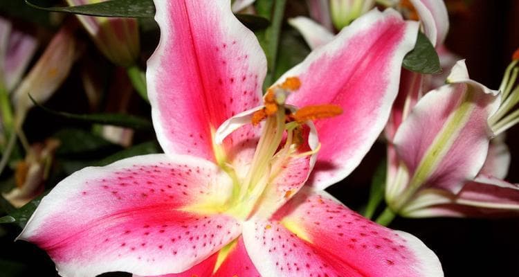 百合花的寓意与适合送礼的对象（传递美好祝福的花语与人群）