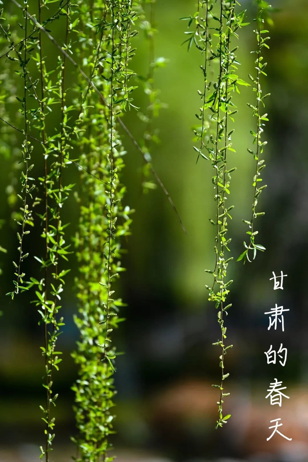 春天的甘肃　可太值得去了