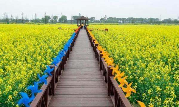 南宁及周边地区油菜花观赏攻略