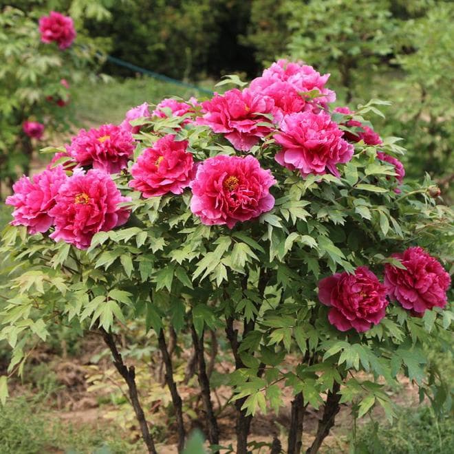 牡丹花开时：季节之约与养护奥秘