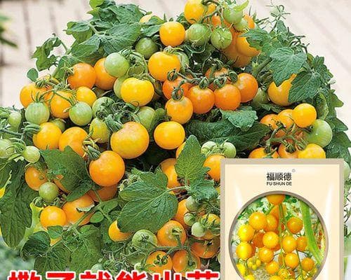 番茄种子怎么种植（轻松掌握种植技巧，打造丰收园地）