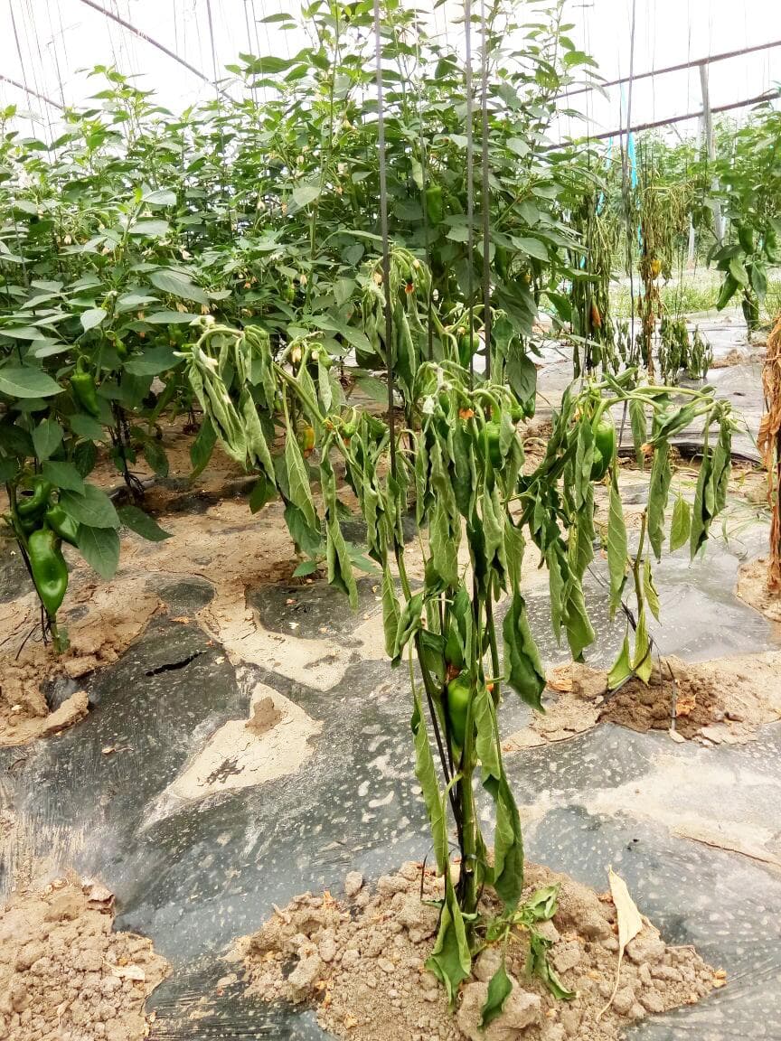 根腐病常造成植物烂根死苗！植物根腐病如何判断？哪种药能防治？