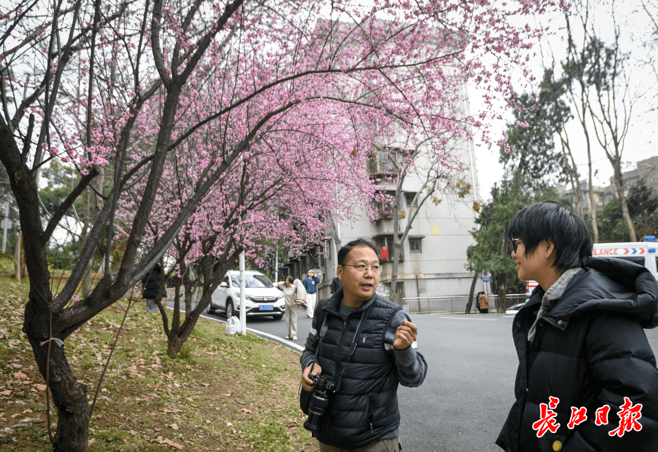 一文在手赏花不愁，武大“花博士”教您识花赏樱