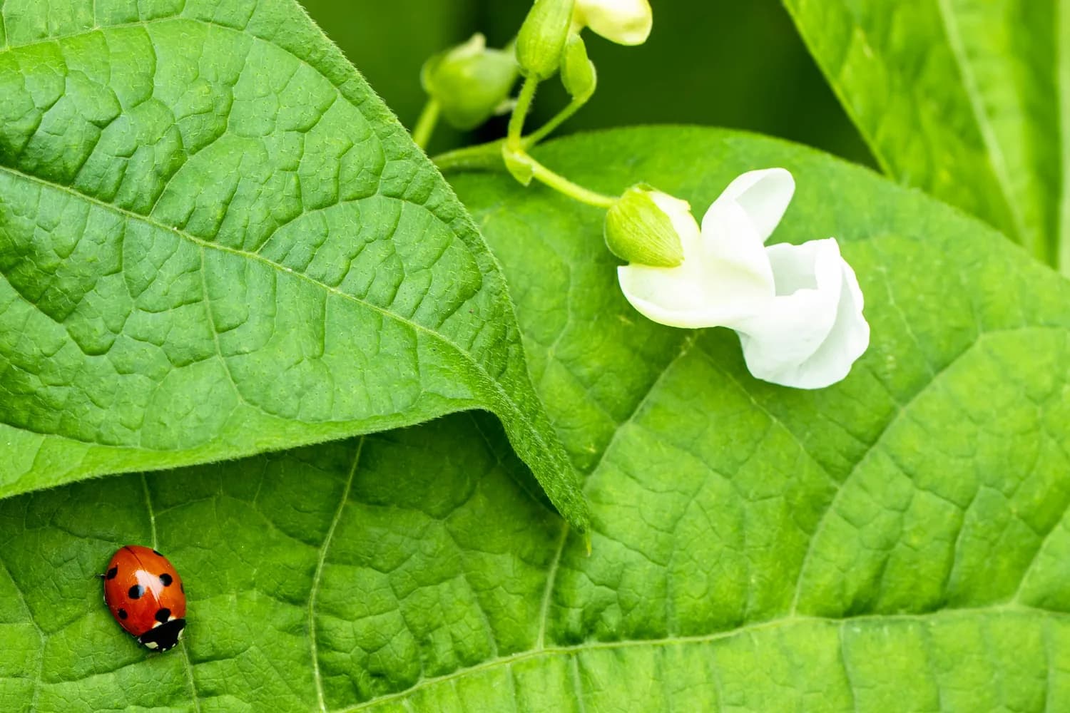 白芸豆提取物：控糖新宠还是智商税？