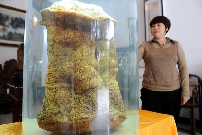 “太岁”究竟是什么东西？我国科学家用精密仪器，揭开太岁之谜