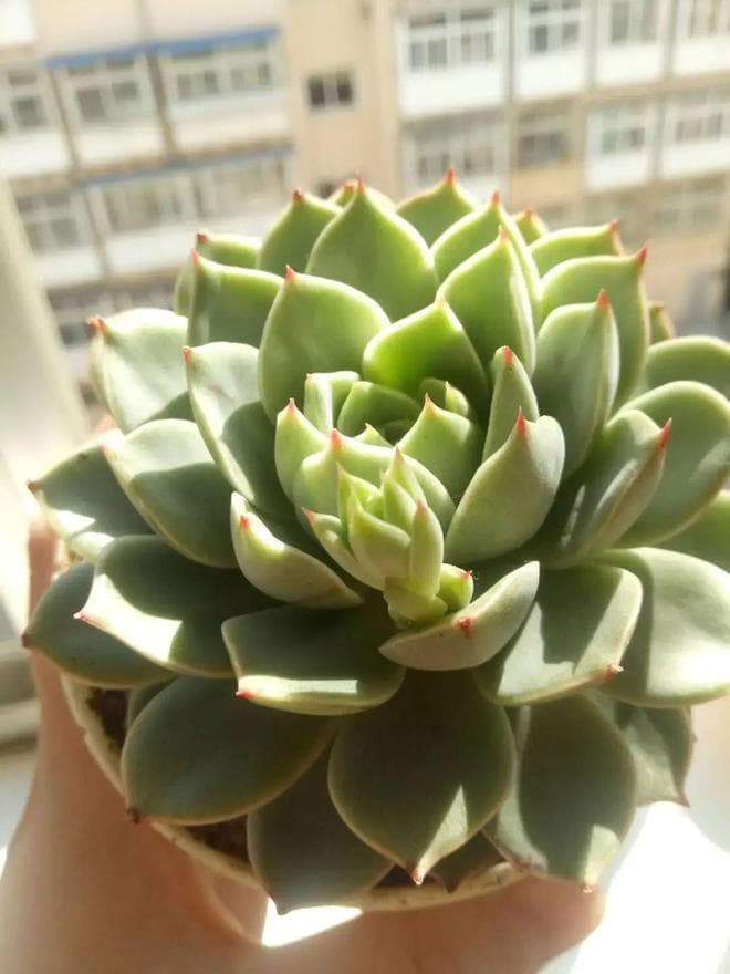 光照不足，养多肉一定不行，时间久了，要么变绿菜，要么徒长