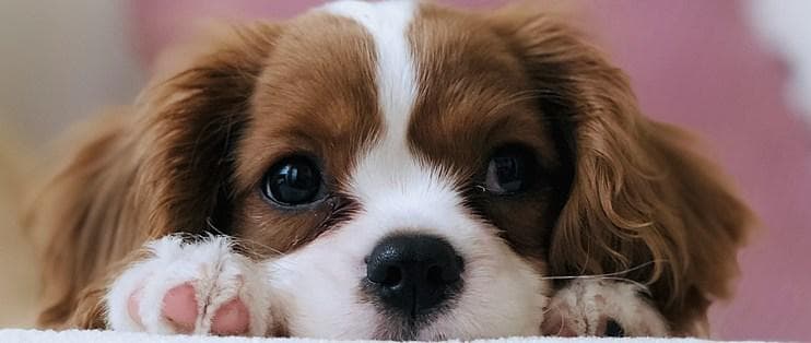 小狗多大能洗澡？洗澡时机大揭秘！🐶🛁
