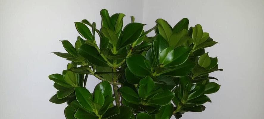 喜阴木本植物的分类与栽培技巧（从选种到养护，一起了解喜阴木本植物的全过程）