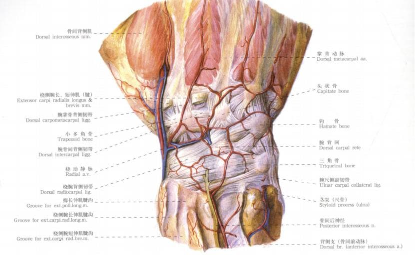 腕关节概述及桡腕关节的解剖特点
