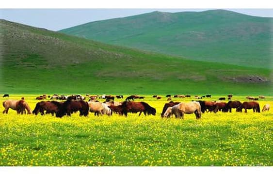 🌿白音锡勒草原牧场：自然美景与草原文化体验指南