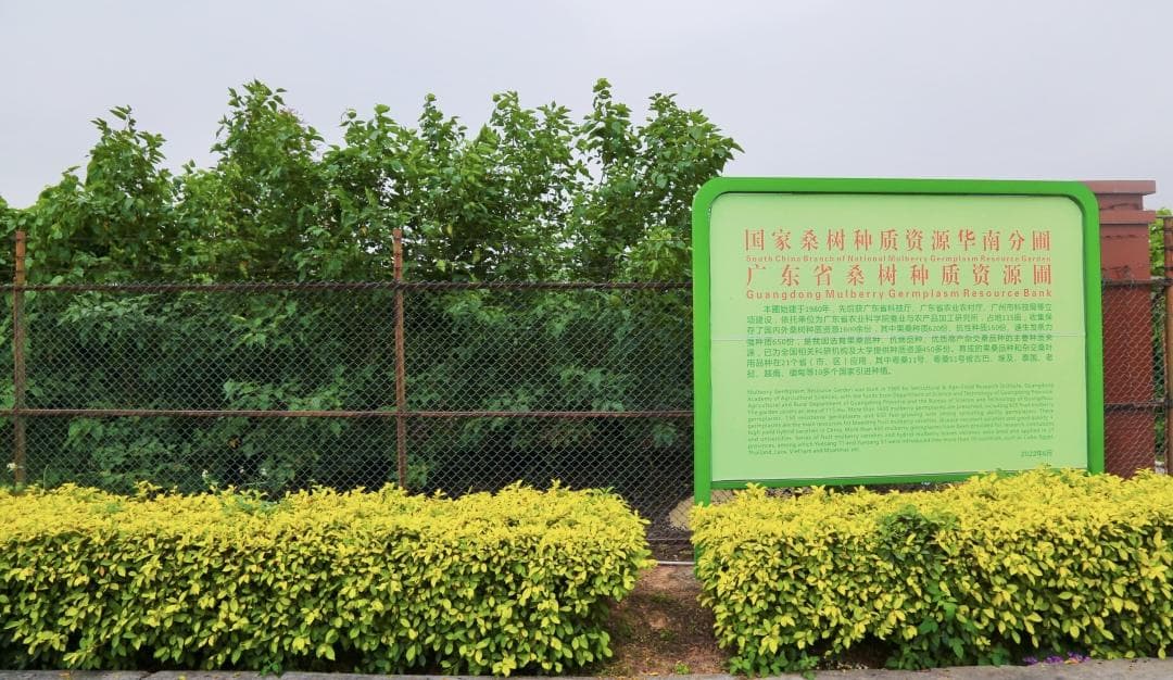 可制茶、可入菜、可当饲料……揭秘广东30余个桑树新品种