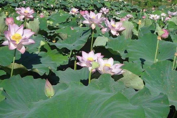 太空莲36号的种植技术：从土壤到采收的全程指南