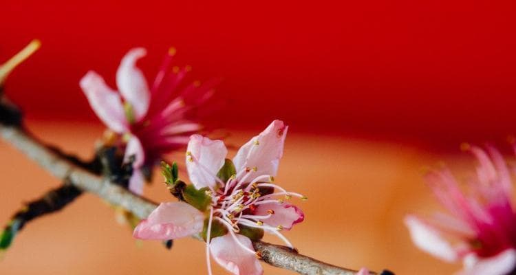 桃花盛开的季节（寻访春天的美丽之花）