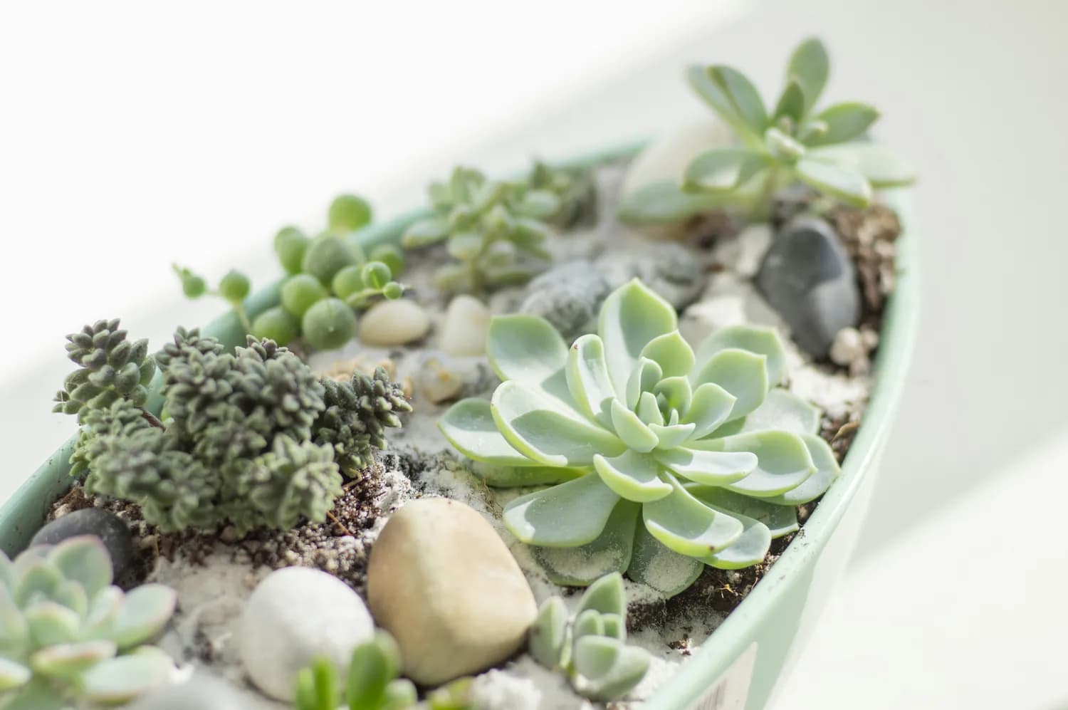 多肉植物DIY：打造萌萌迷你花园