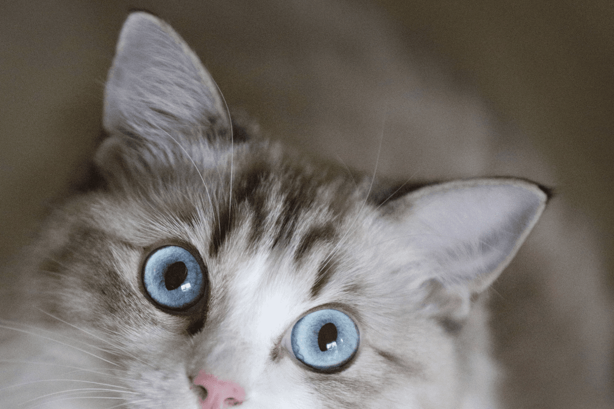 猫咪常见皮肤病：症状、诊断与预防指南