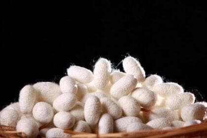 一文读懂丝绸生产：从蚕茧采集到成品下线