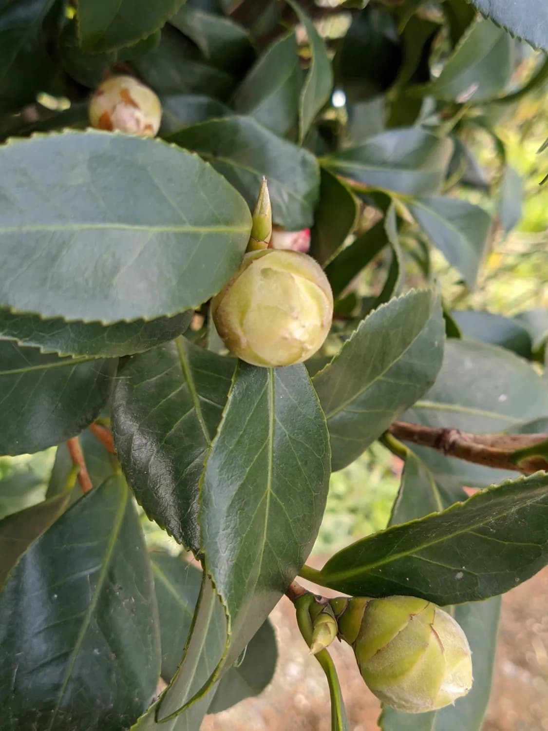 百色市香花油茶改良技术揭秘：嫁接换冠引领产业革新