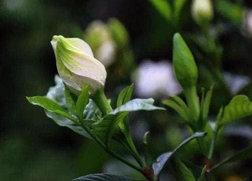 栀子花的花期是什么时候
