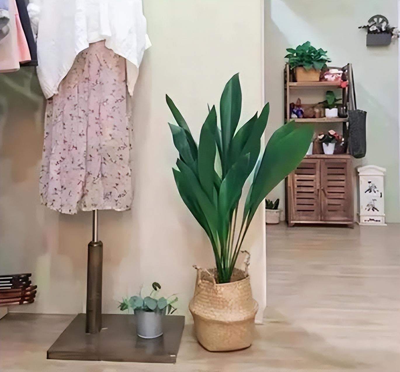 低光条件下室内耐阴植物推荐