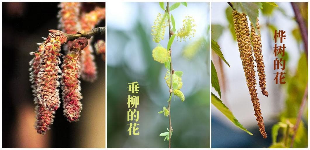 赏花又怕花粉过敏？请收好这份全国花粉预报指南！