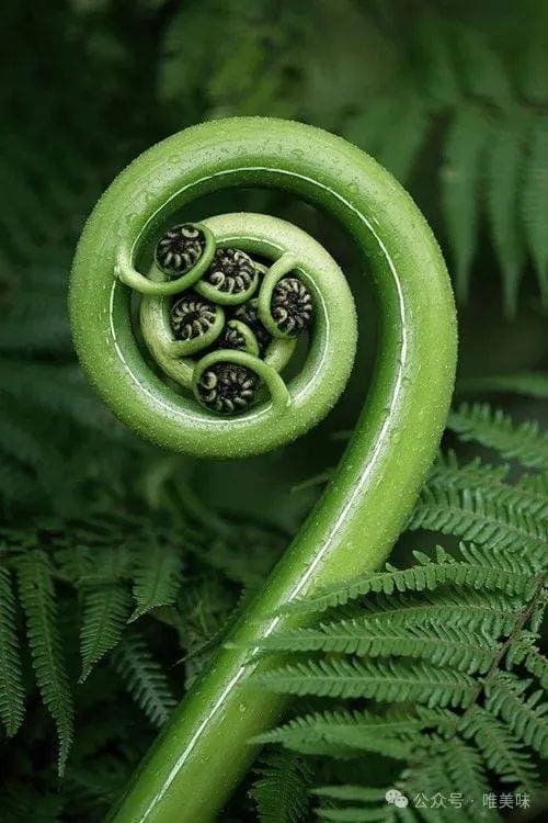 西餐野菜的洋气吃法：从蕨菜到蒲公英挞