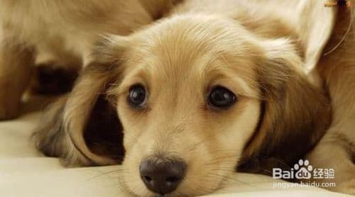 宠物犬瘟热症状：预防治疗关键点