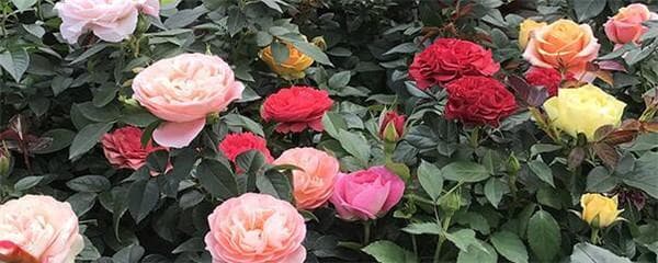 盆栽玫瑰花怎么修剪才茂盛（玫瑰花的栽培技术盆栽）