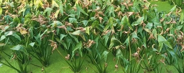 从选地到采收：茨菇种植全程技术指南