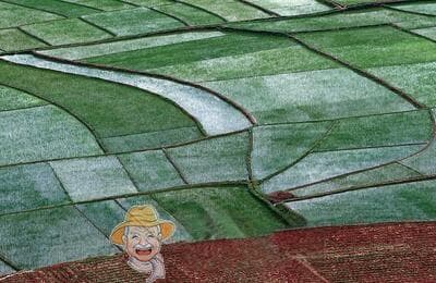 我国水稻高产施肥技术、配方、时间和效果