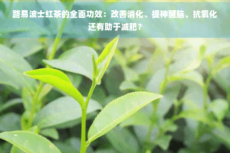 路易波士红茶的全面功效：改善消化、提神醒脑、抗氧化还有助于减肥？